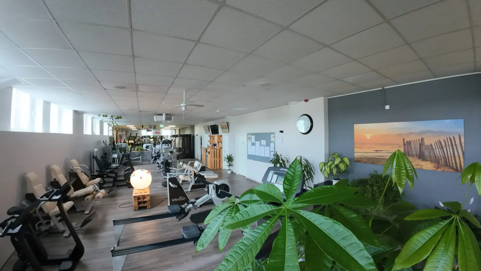 Studio DC GYM
               Gr&uuml;na