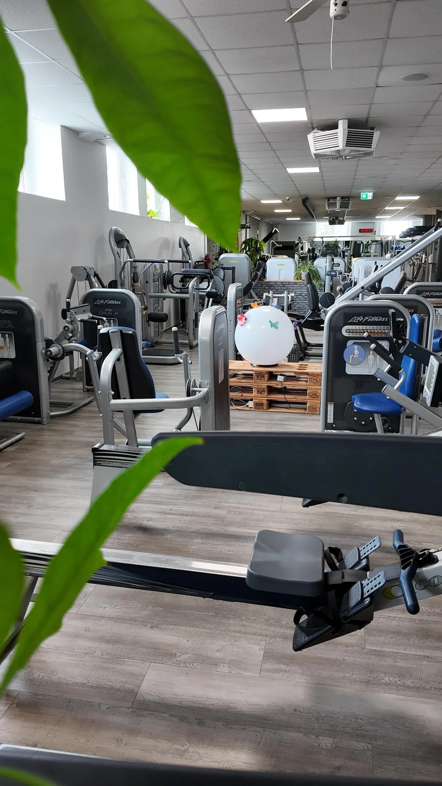 Studio DC GYM
               Gr&uuml;na