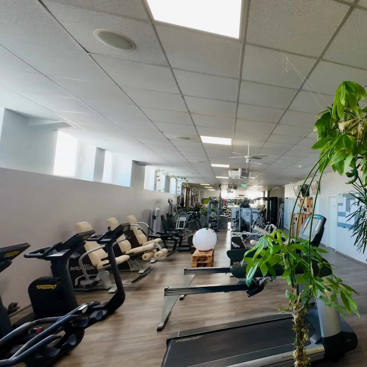 Studio DC GYM
               Gr&uuml;na