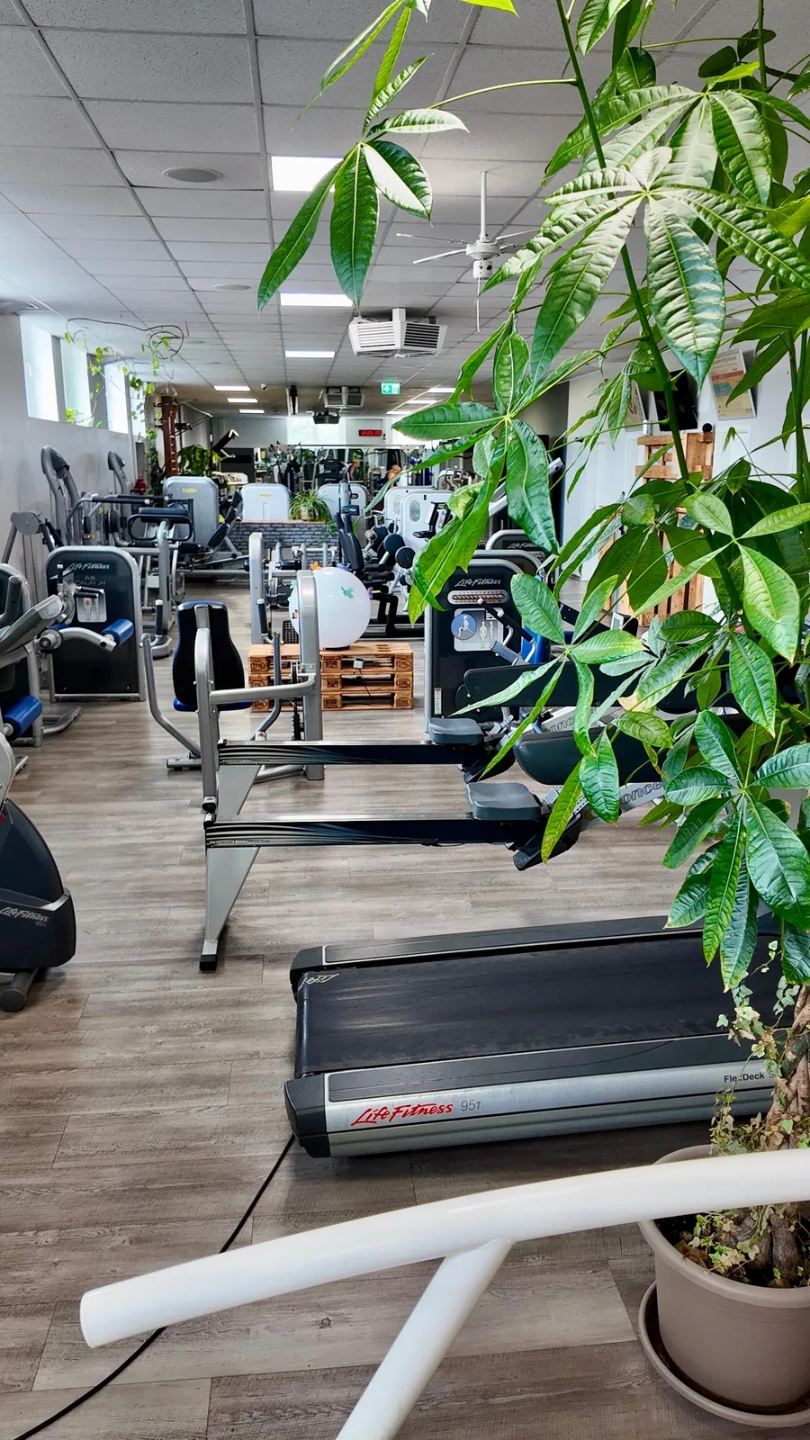 Studio DC GYM
               Gr&uuml;na