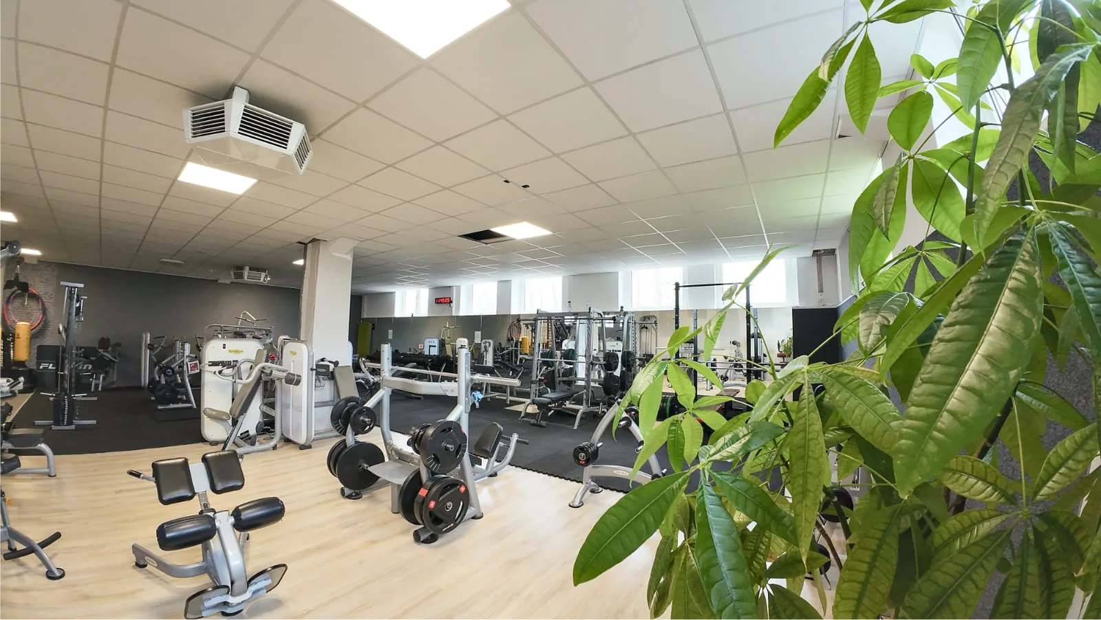 Studio DC GYM
               Gr&uuml;na
