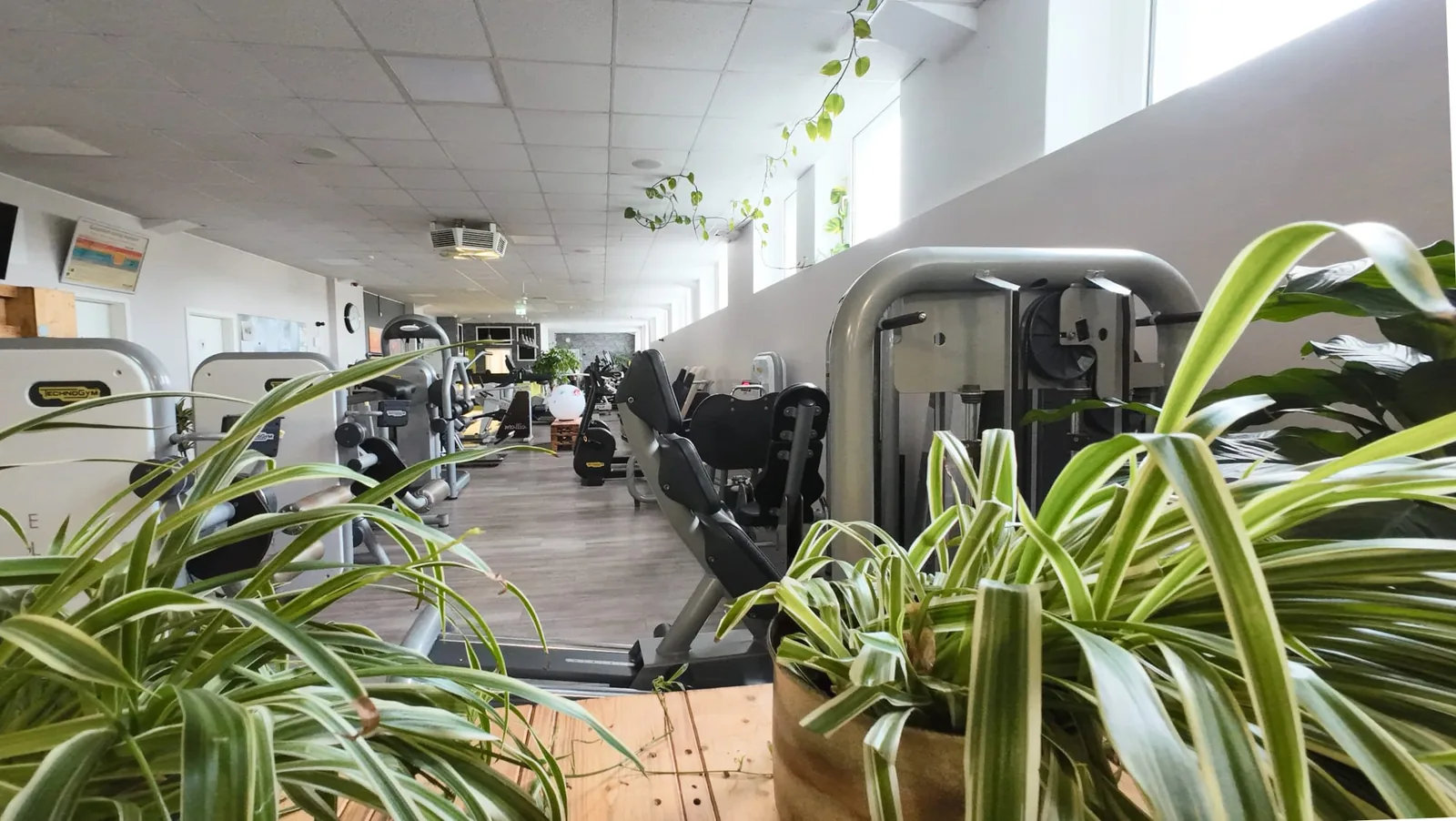 Studio DC GYM
               Gr&uuml;na